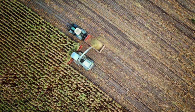 Sostenibilidad alimentaria: qué es y por qué es importante